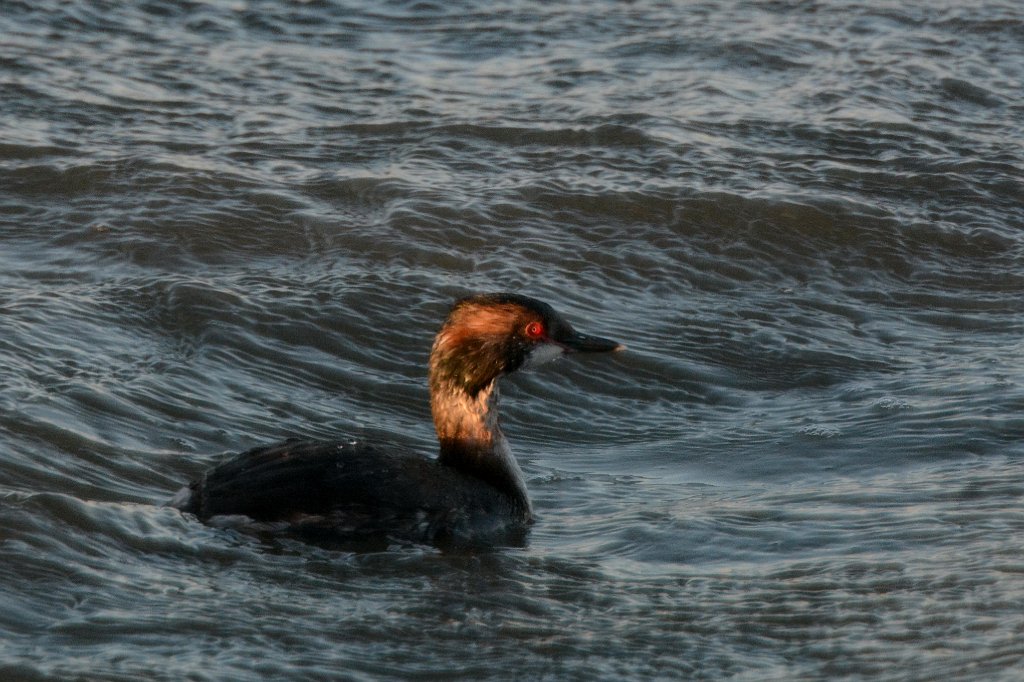 Grebe, Horned, 2016-04036226 Chincoteague NWR, VA.JPG - Horned Grebe. Chincoteague National Wildlife Refuge, VA, 4-3-2016